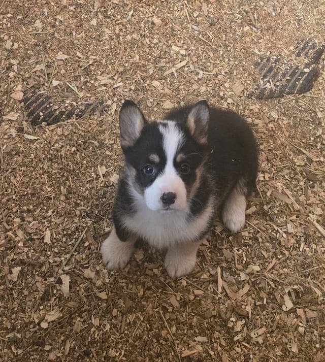 Pembroke Welsh Corgi Puppies media 25