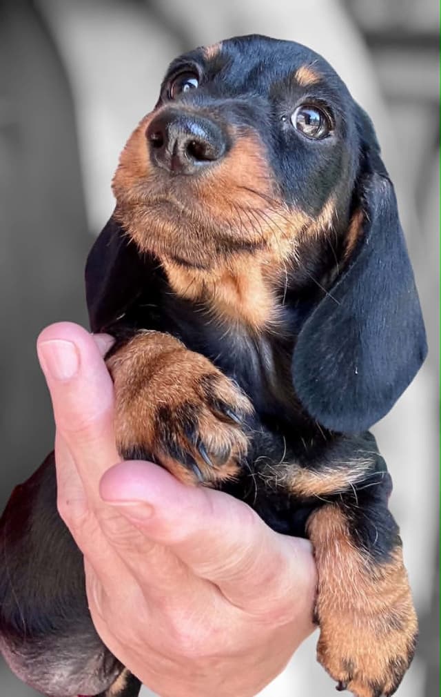 Dachshund Puppies media 2