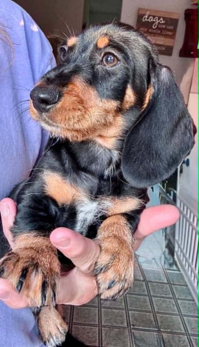 Dachshund Puppies media 5