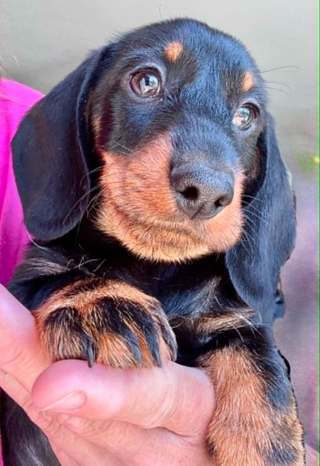 Dachshund Puppies media 3