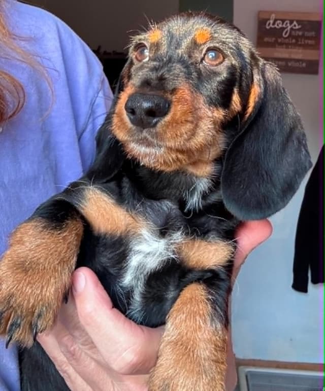 Dachshund Puppies media 4