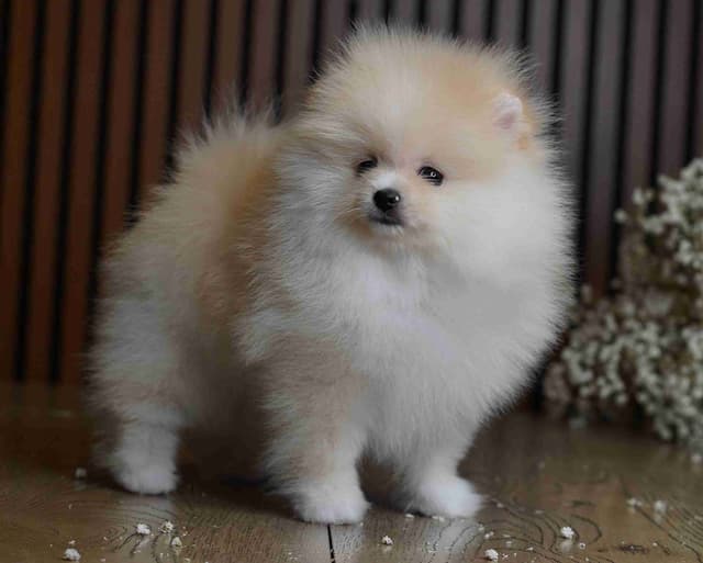 Pomeranian Puppies media 2