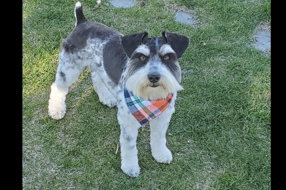 Miniature Schnauzer Puppy breeder image 1