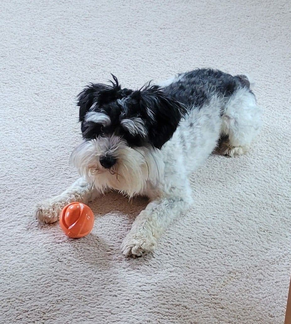 Miniature Schnauzer Puppy breeder image 3