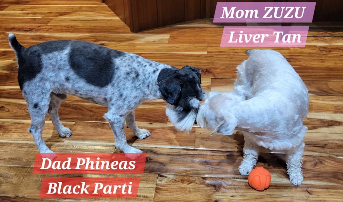 Miniature Schnauzer Puppy breeder image 6