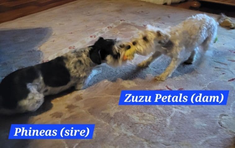 Miniature Schnauzer Puppy breeder image 5