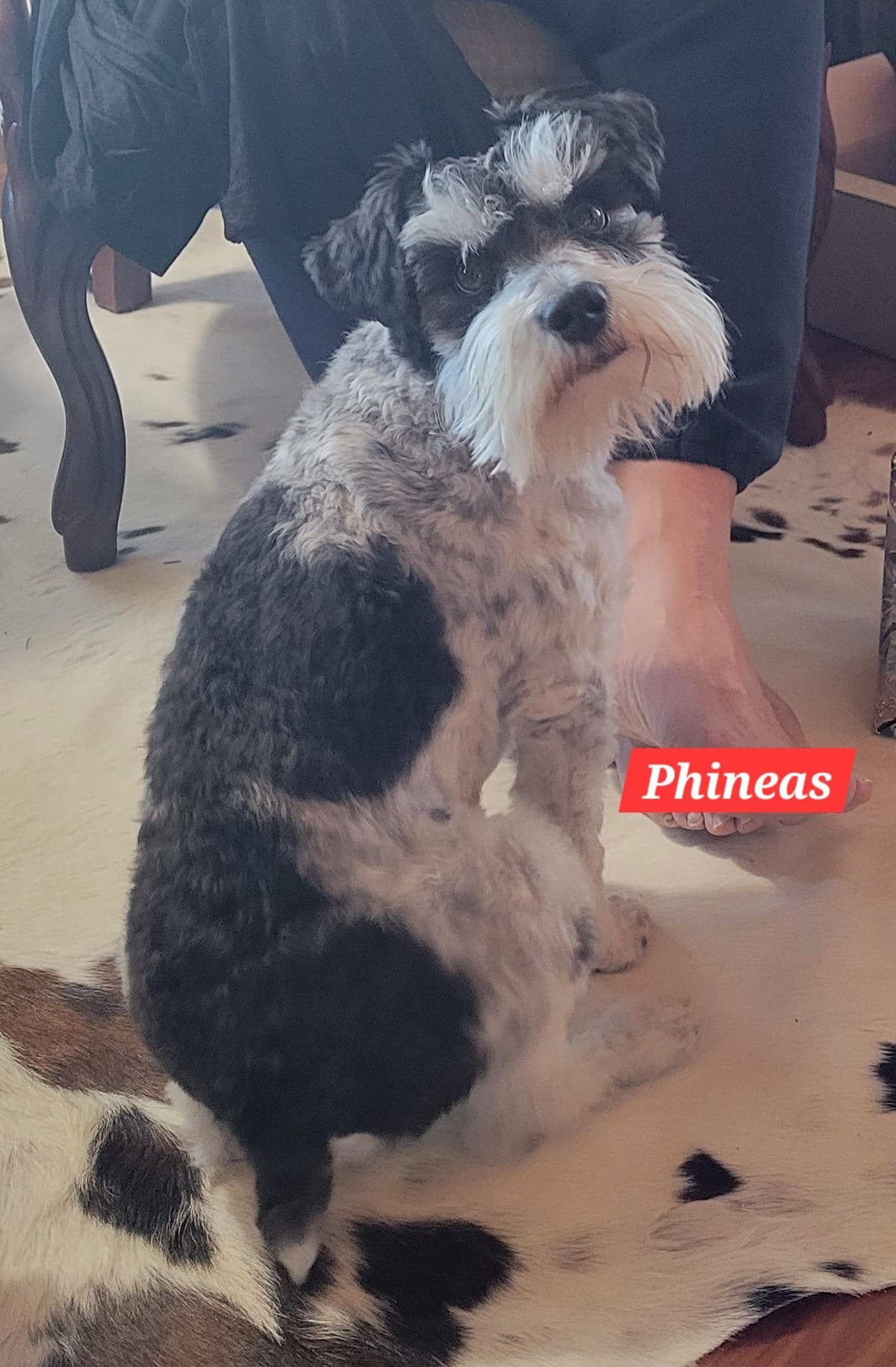 Miniature Schnauzer Puppy breeder image 7