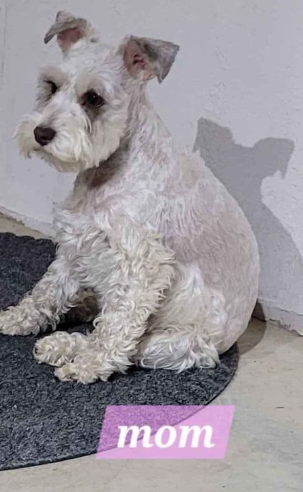 Miniature Schnauzer Puppy breeder image 9