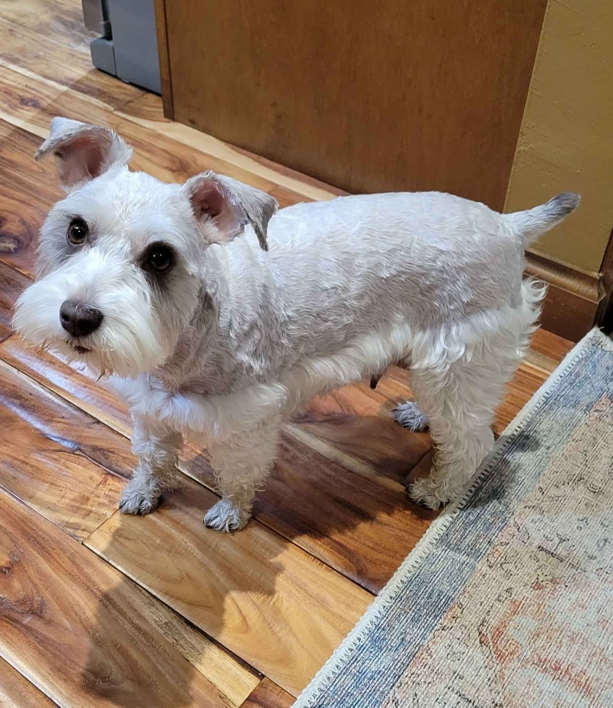 Miniature Schnauzer Puppy breeder image 8
