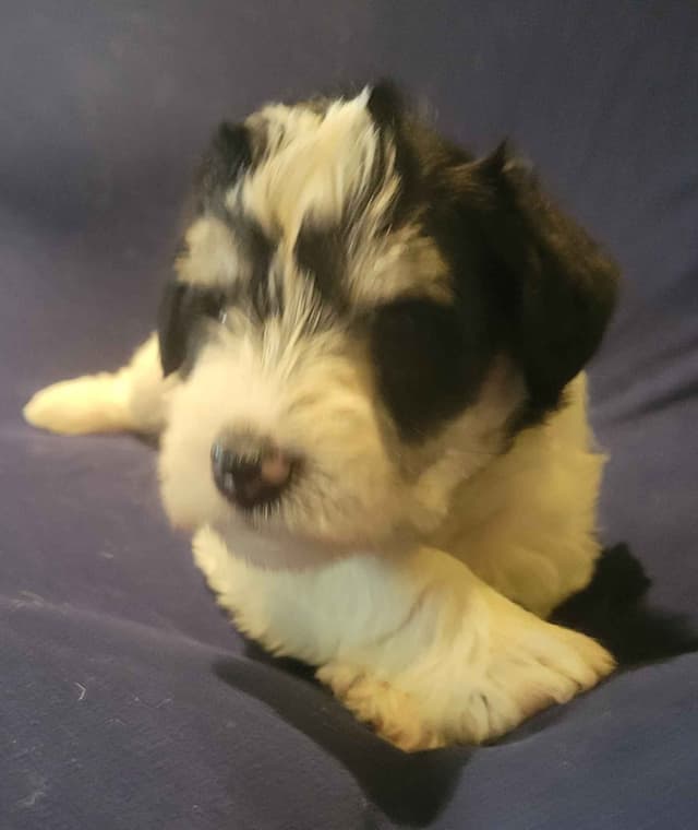 Miniature Schnauzer Puppy media 6