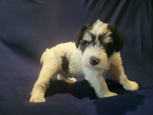 Miniature Schnauzer Puppy media 4