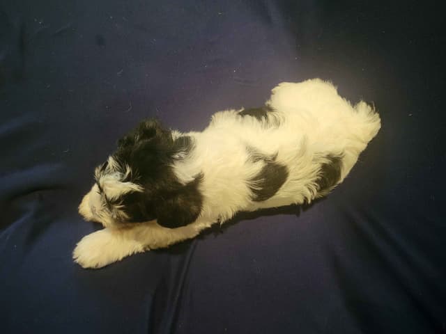 Miniature Schnauzer Puppy media 3
