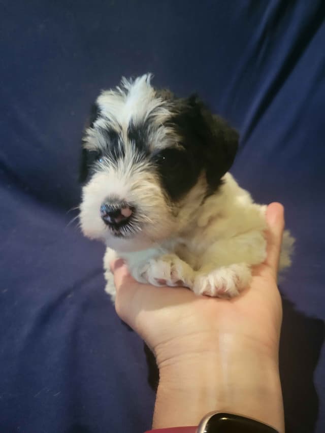 Miniature Schnauzer Puppy media 7