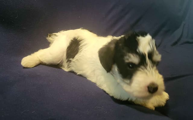 Miniature Schnauzer Puppy media 2
