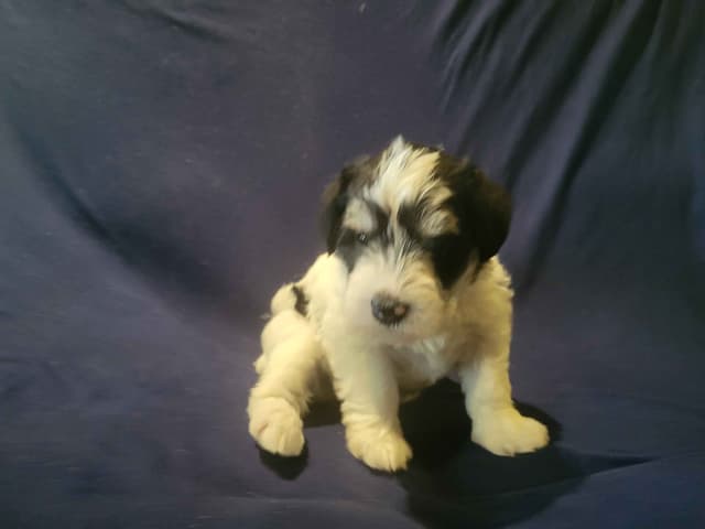 Miniature Schnauzer Puppy media 5