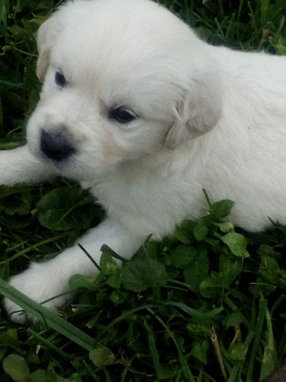Golden Retriever Puppies breeder image 1