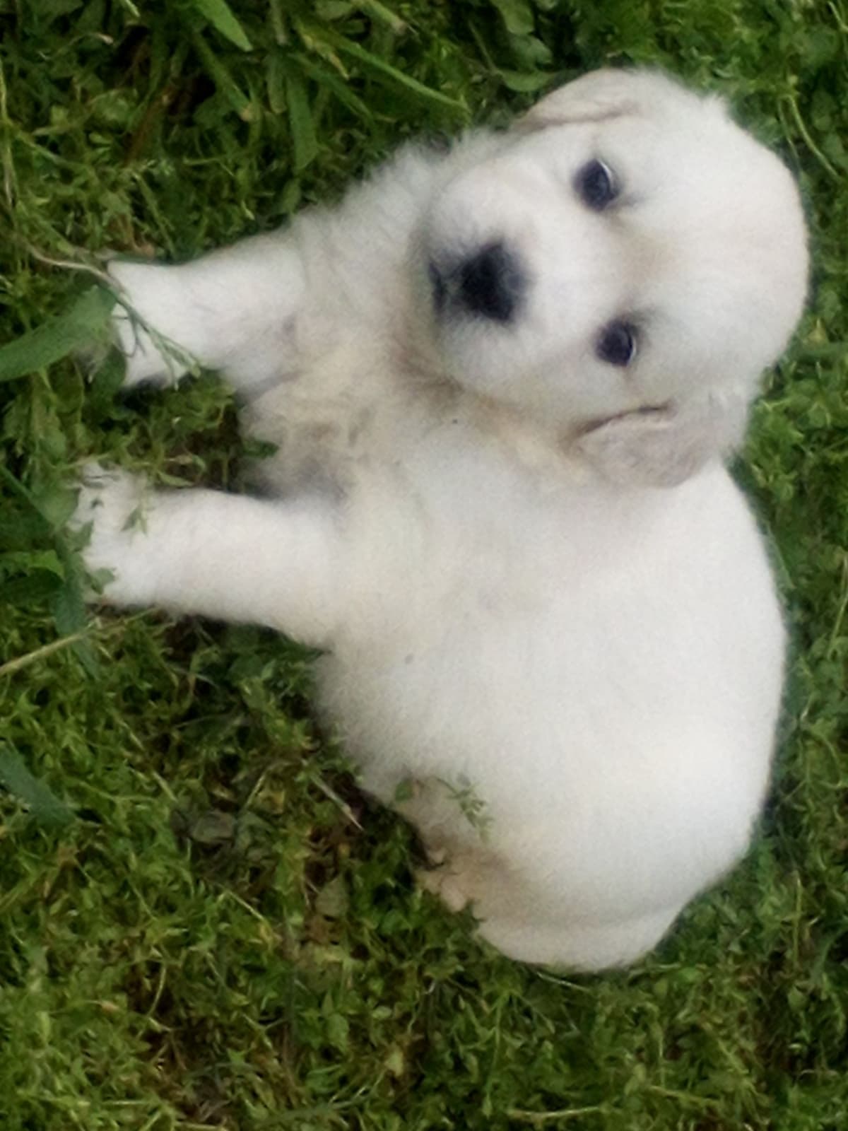 Golden Retriever Puppies breeder image 2