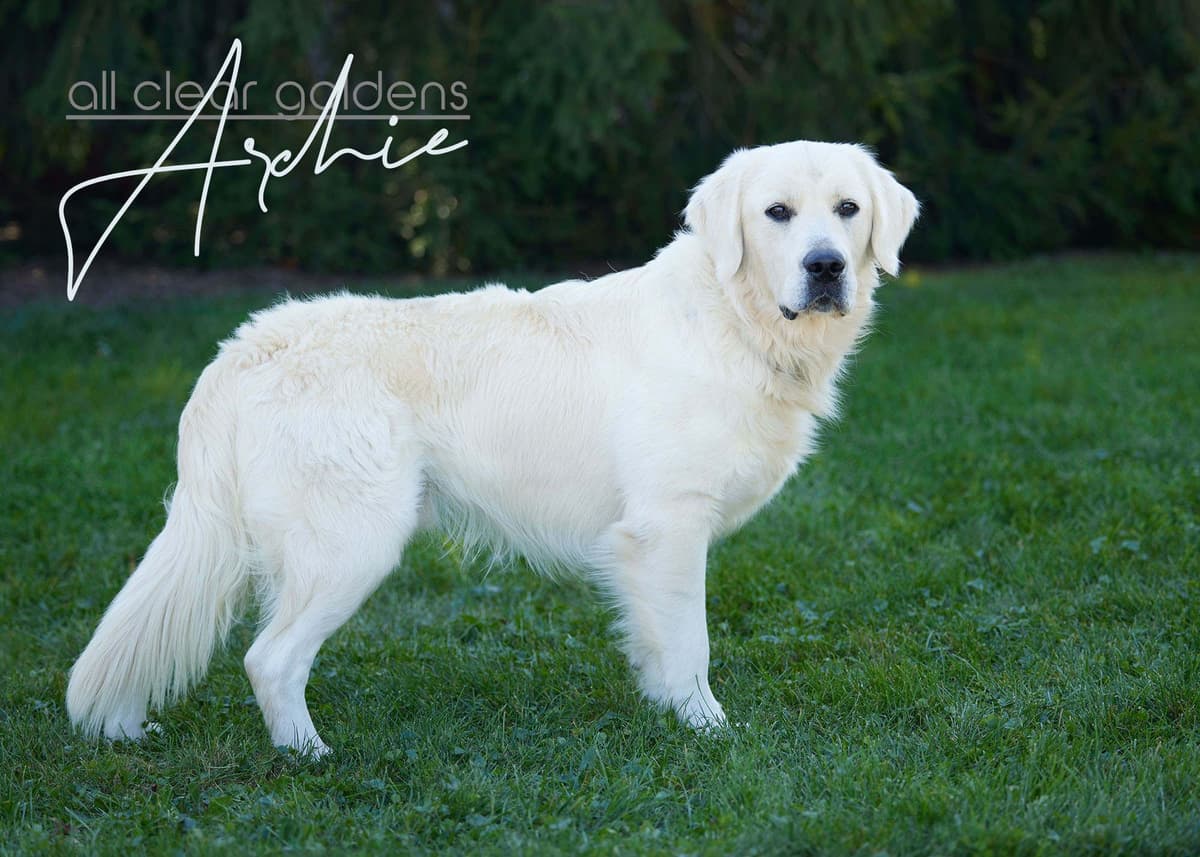 Golden Retriever Puppies breeder image 4