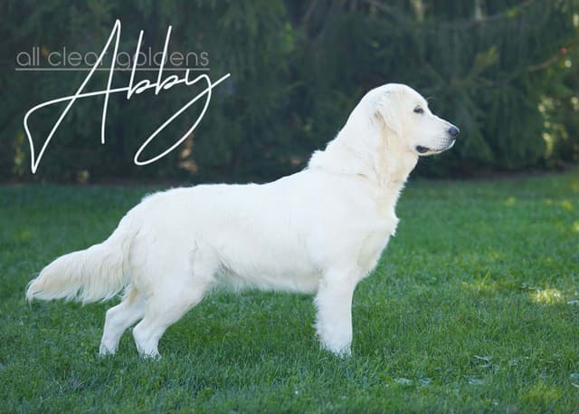 Golden Retriever Puppies media 2