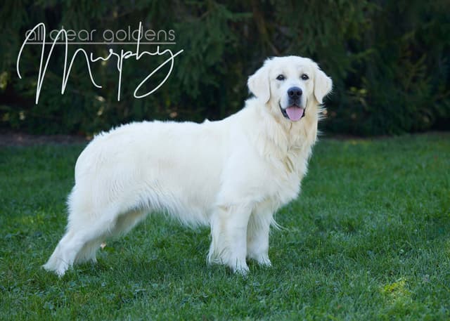 Golden Retriever Puppies media 3