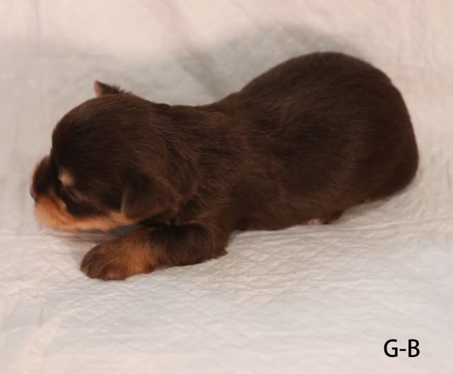 Yorkshire Terrier Puppies media 19
