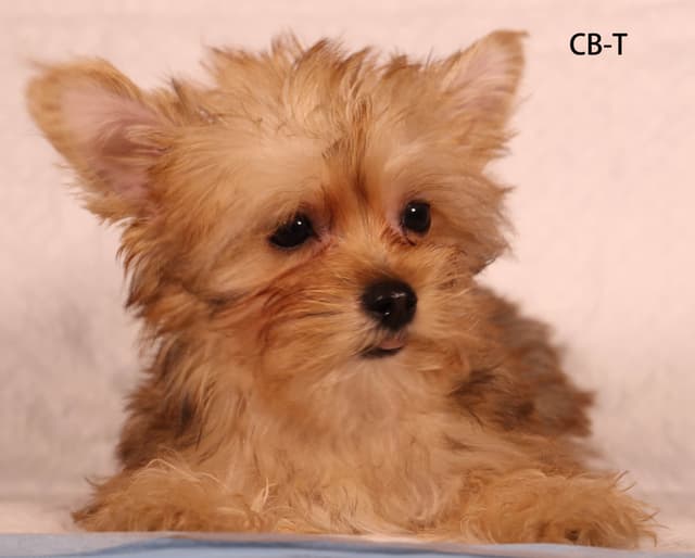 Yorkshire Terrier Puppies media 2