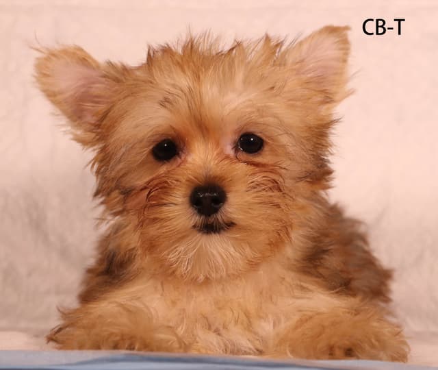 Yorkshire Terrier Puppies media 3