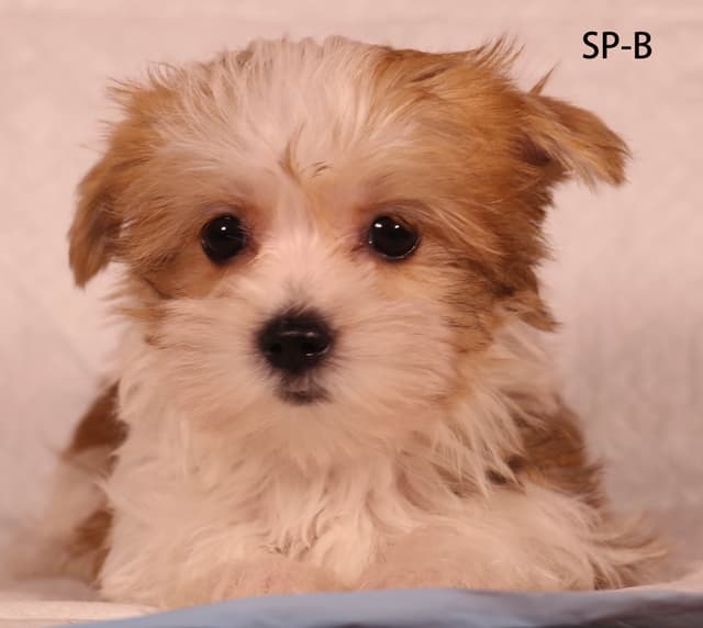 Yorkshire Terrier Puppies media 6