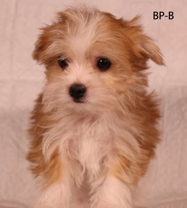 Yorkshire Terrier Puppies media 8