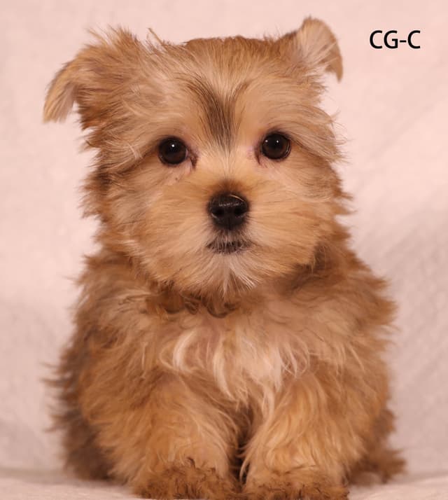 Yorkshire Terrier Puppies media 10