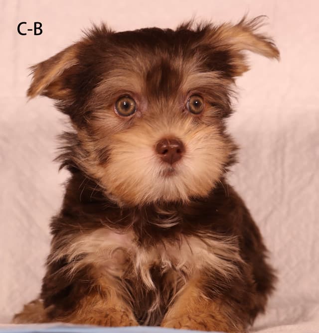Yorkshire Terrier Puppies media 11