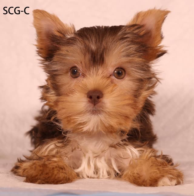 Yorkshire Terrier Puppies media 12