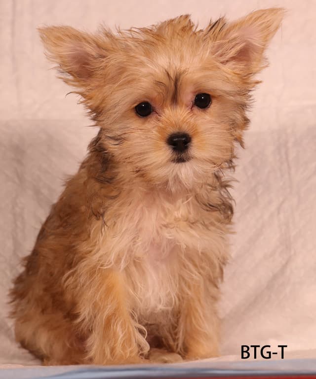 Yorkshire Terrier Puppies media 17