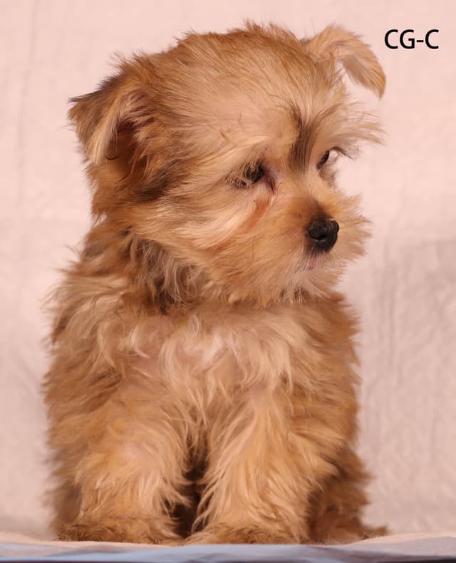 Yorkshire Terrier Puppies media 15