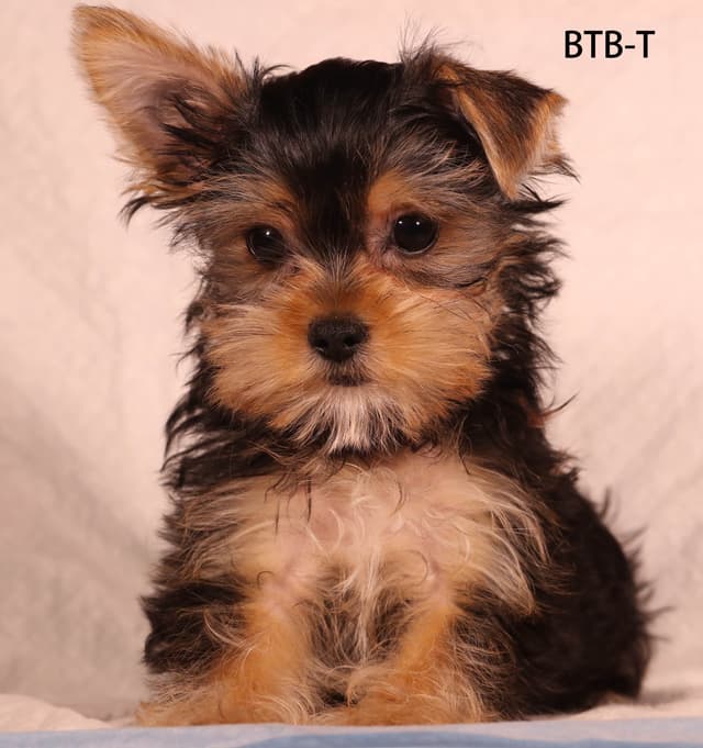 Yorkshire Terrier Puppies media 18