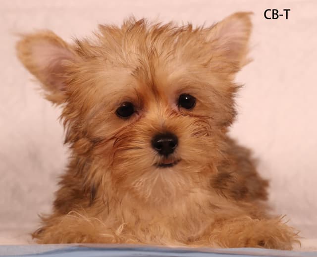Yorkshire Terrier Puppies media 3