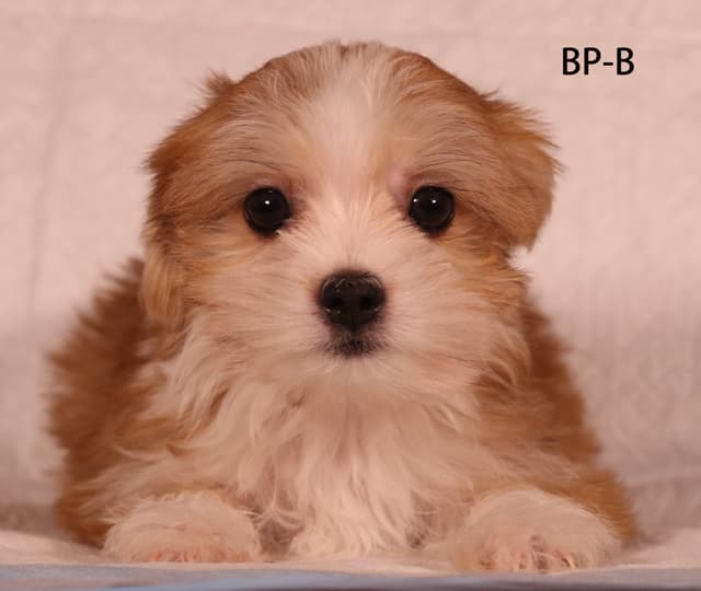 Yorkshire Terrier Puppies media 5