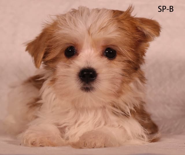 Yorkshire Terrier Puppies media 7