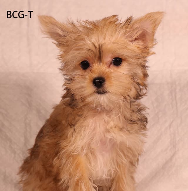 Yorkshire Terrier Puppies media 8