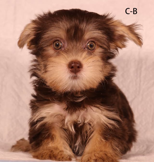 Yorkshire Terrier Puppies media 18