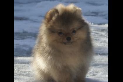 Pomeranian Puppies breeder image 4