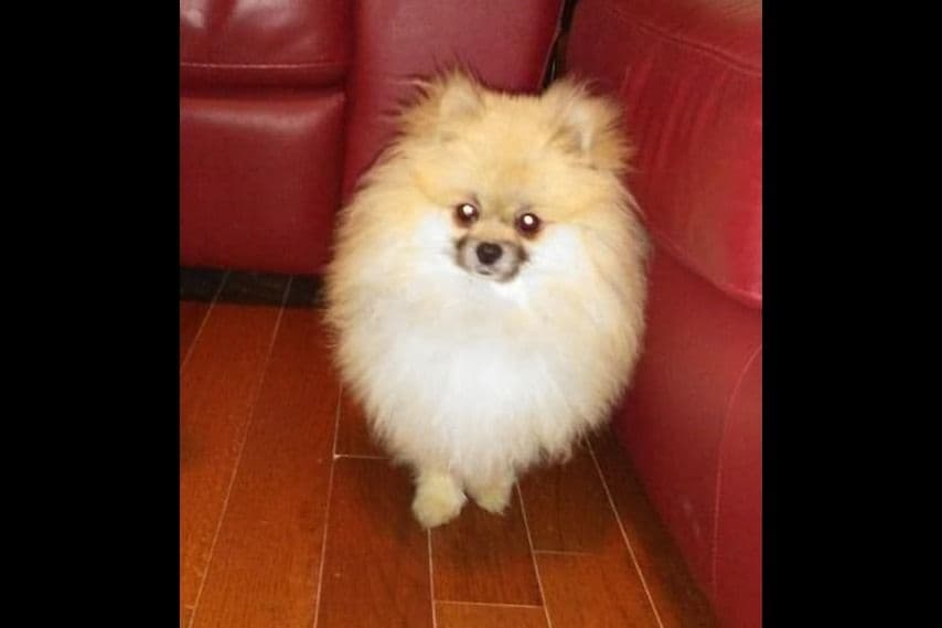 Pomeranian Puppies breeder image 7