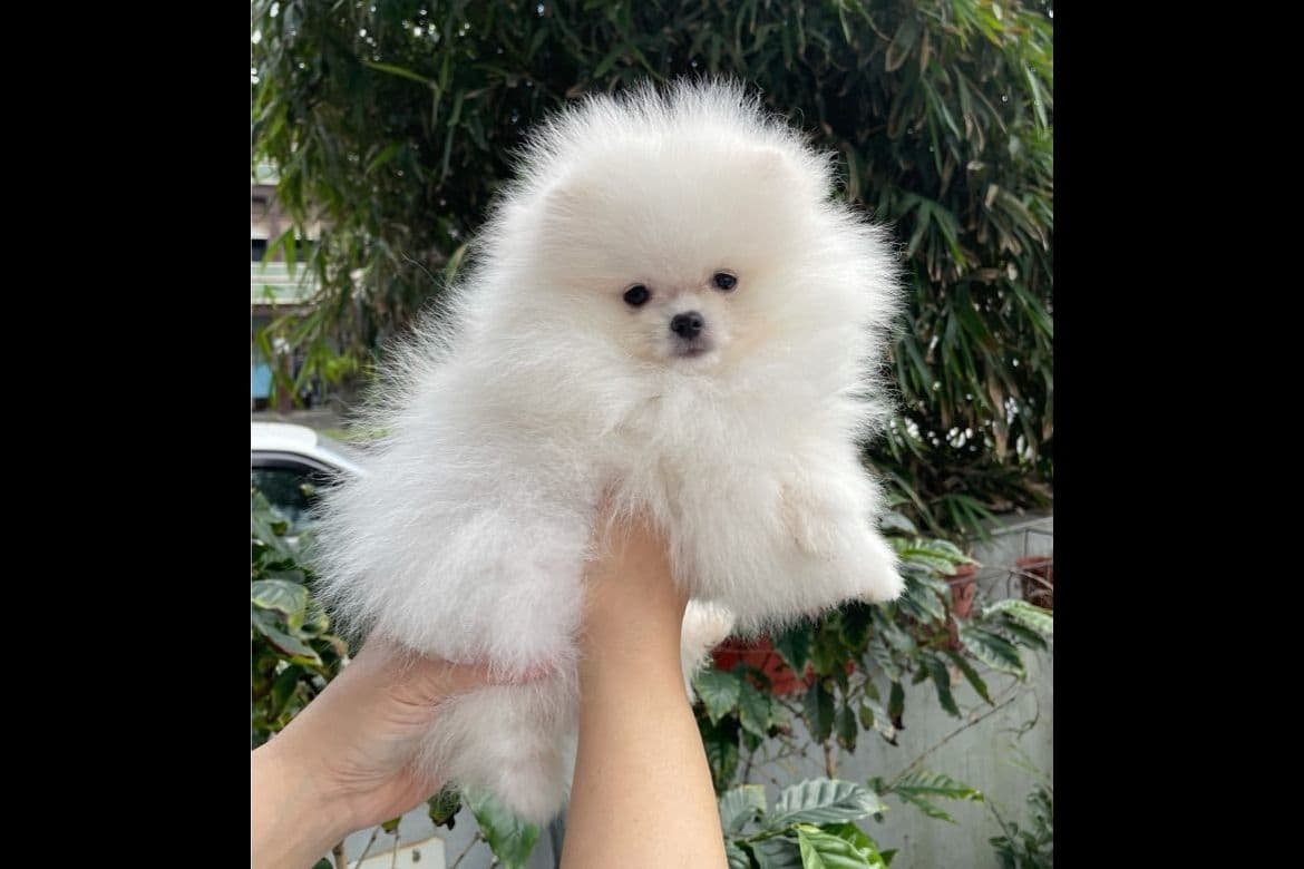 Pomeranian Puppies breeder image 9