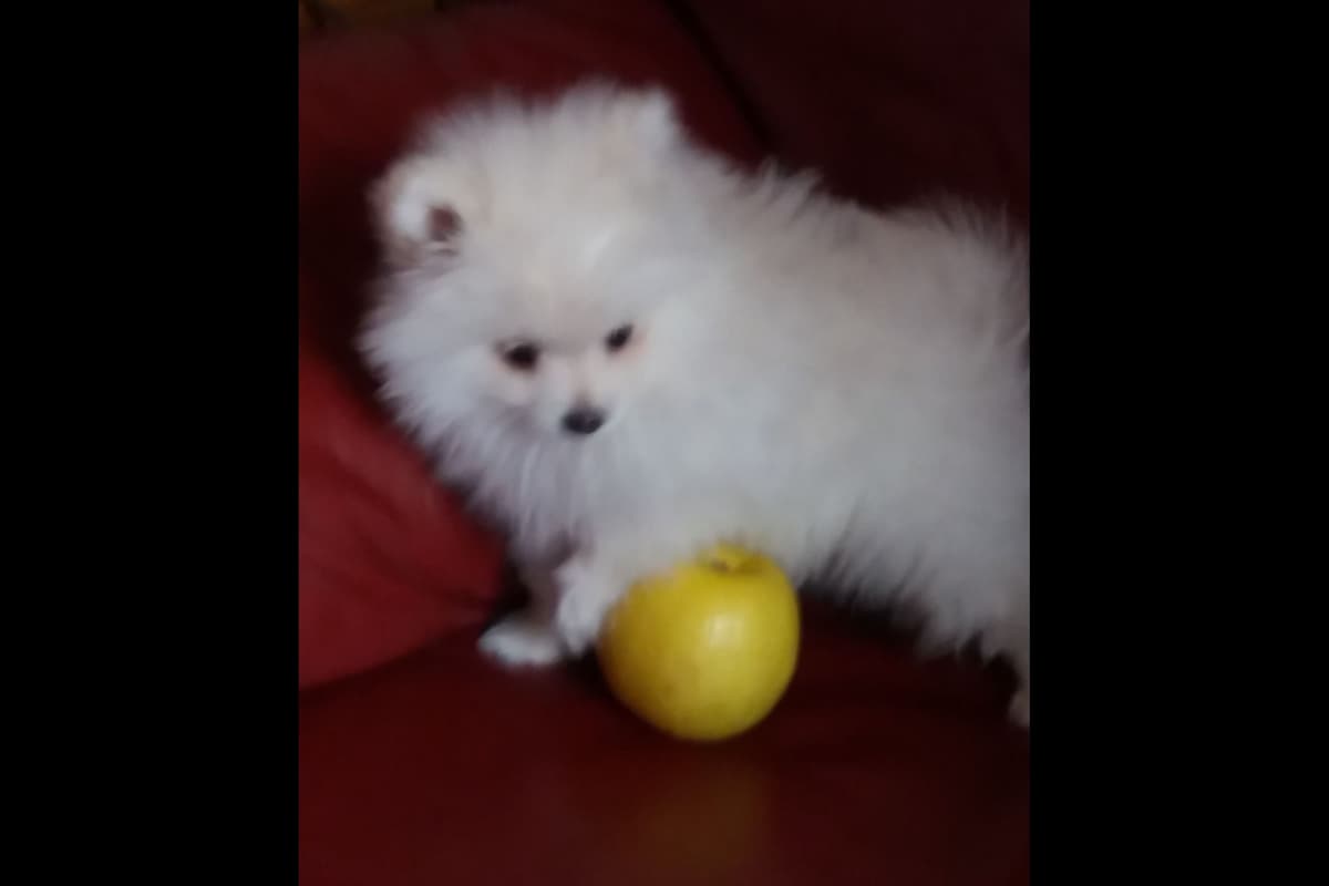 Pomeranian Puppies breeder image 10