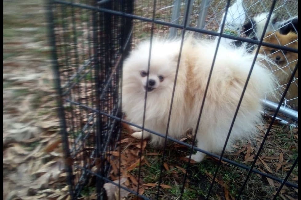Pomeranian Puppies breeder image 11