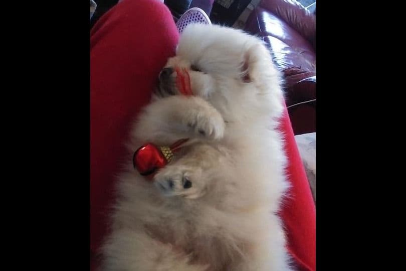 Pomeranian Puppies breeder image 15