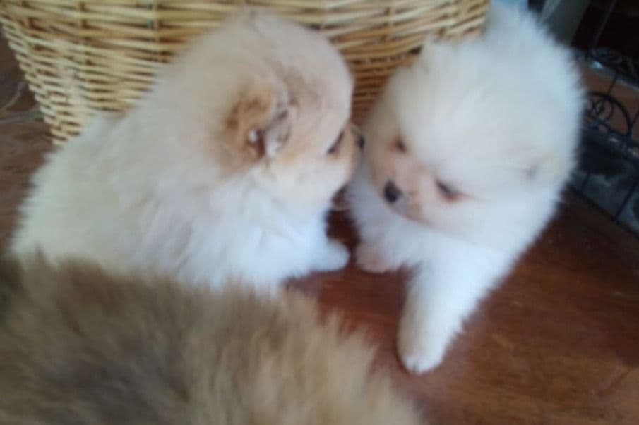 Pomeranian Puppies breeder image 17