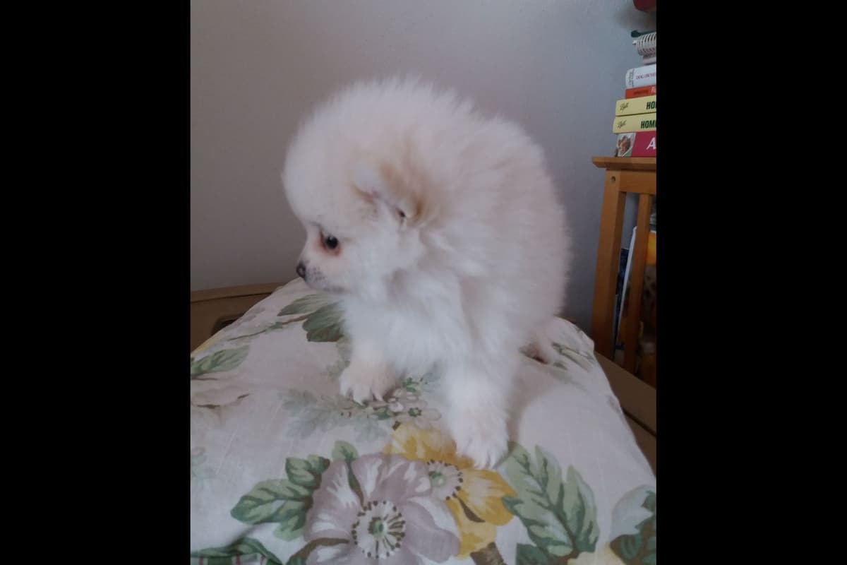 Pomeranian Puppies breeder image 18