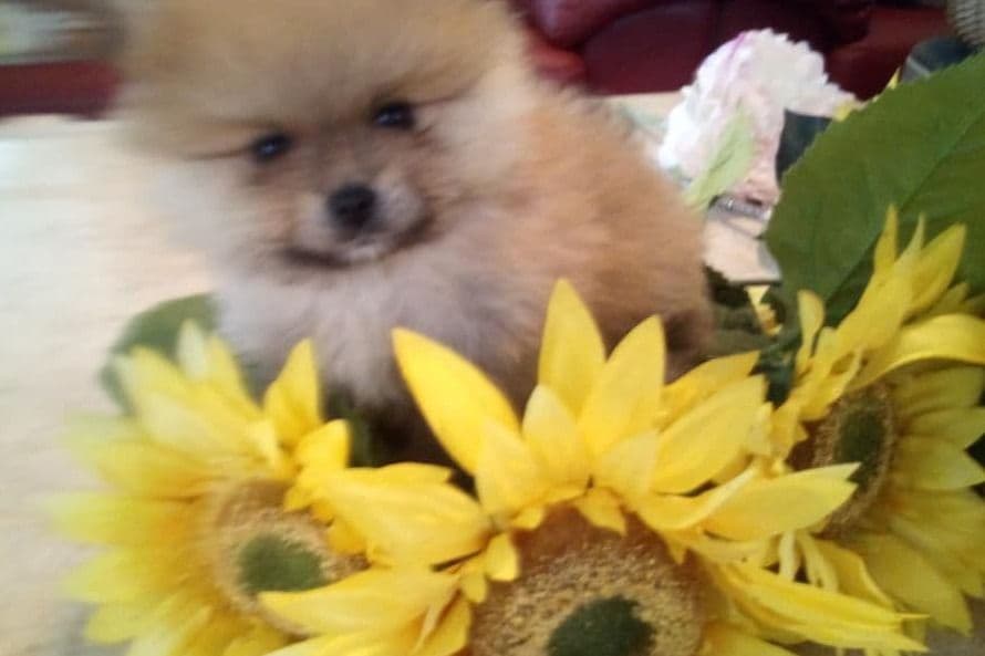 Pomeranian Puppies breeder image 21