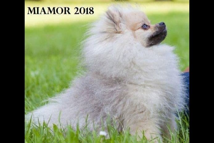 Pomeranian Puppies breeder image 22